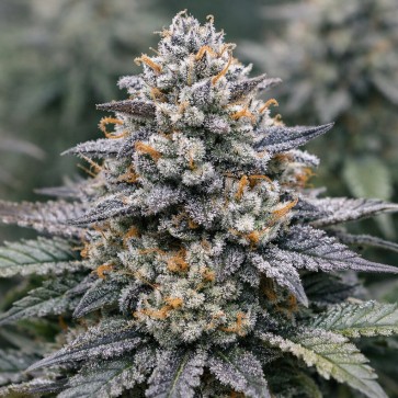 Насіння конопель GMO x Cookies #16 Feminised Silver